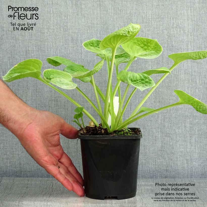 Exemplaar van Hosta Eye Catcher - Hartlelie Pot van 1,5 l/2 l zoals geleverd in de zomer