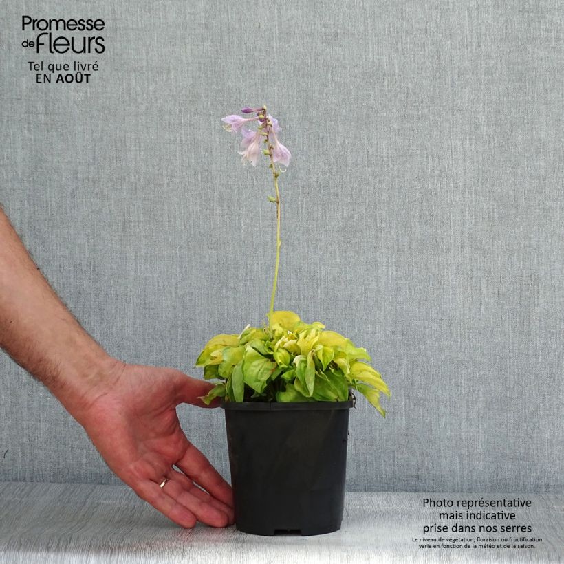 Exemplaar van Hosta Faithfull Heart - Hartlelie Pot van 1,5 l/2 l zoals geleverd in de zomer
