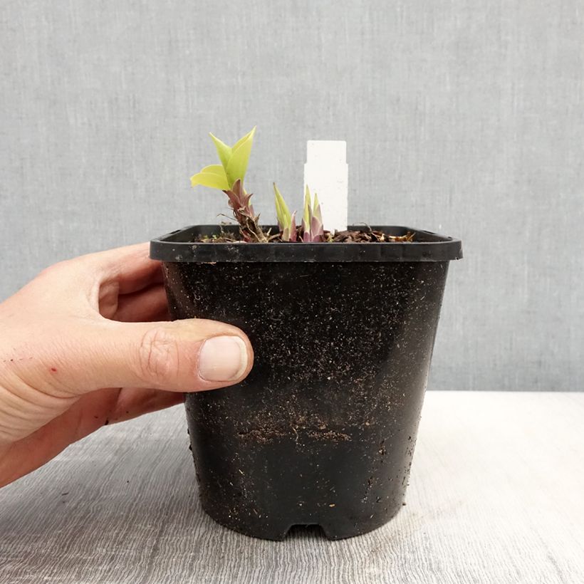 Exemplaar van Hosta Faithfull Heart - Hartlelie Pot van 1,5 l/2 l zoals geleverd in de lente