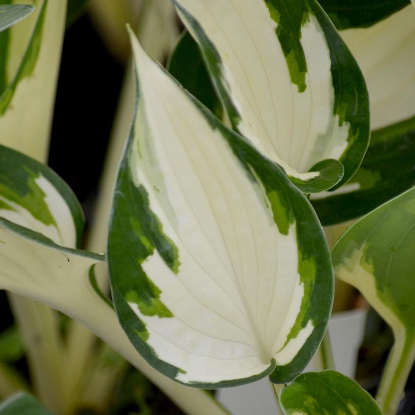 Hosta Fire and Ice - Hartlelie (Foliage)