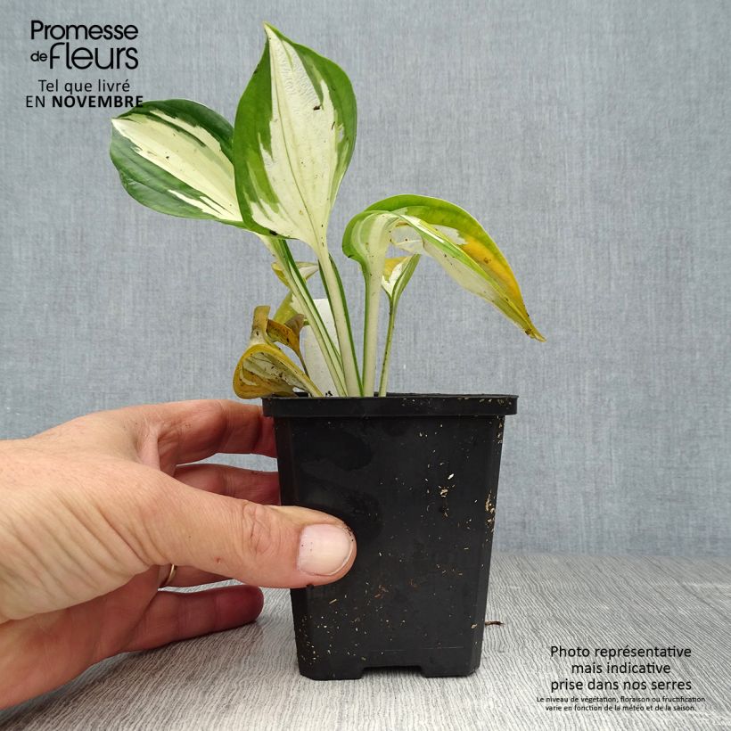 Exemplaar van Hosta Fire and Ice - Hartlelie Kweekpotje van 8/9 cm zoals geleverd in de herfst