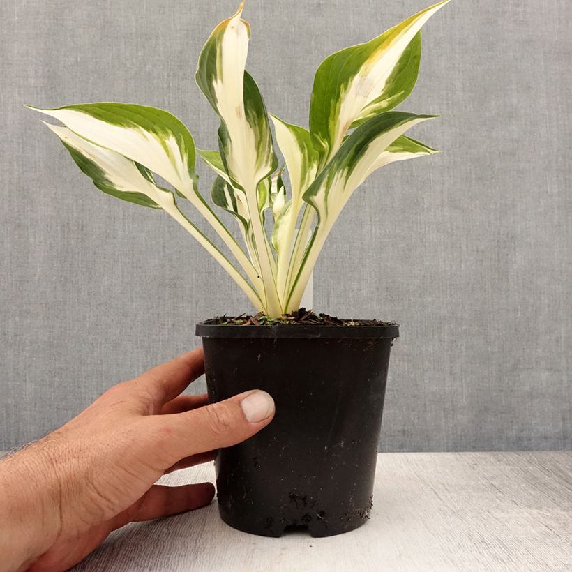 Exemplaar van Hosta Fire and Ice - Hartlelie Pot van 1,5 l/2 l zoals geleverd in de zomer