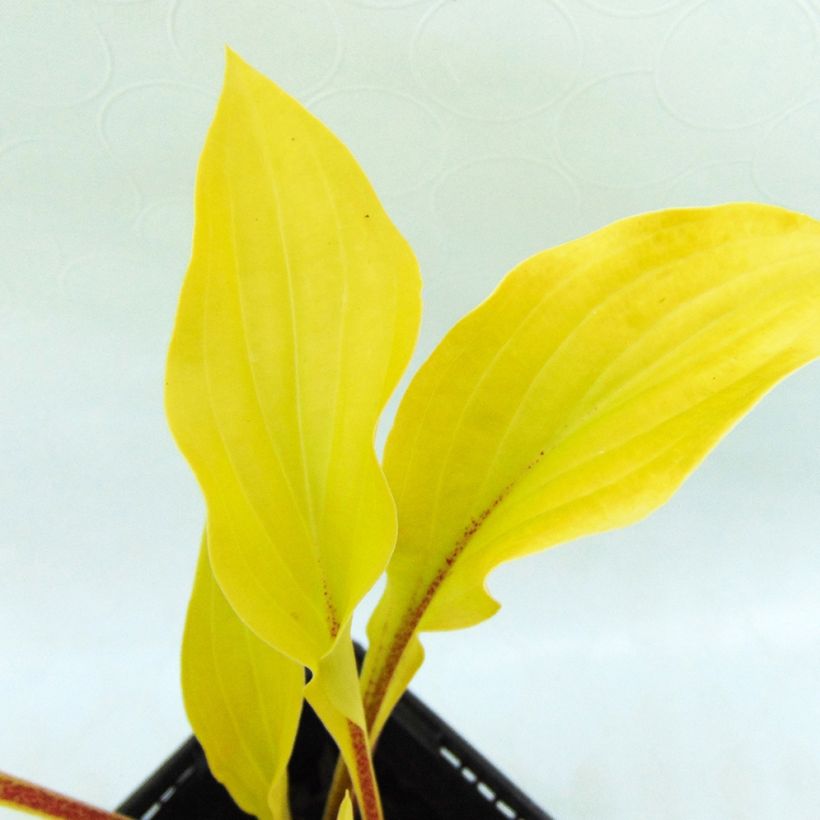 Hosta Fire Island - Hartlelie (Foliage)