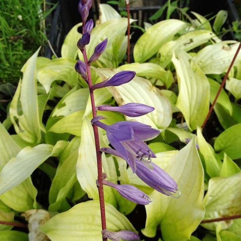 Hosta Fire Island - Hartlelie (Flowering)