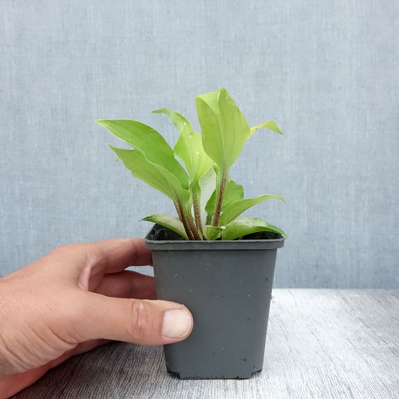 Exemplaar van Hosta Fire Island - Hartlelie Kweekpotje van 8/9 cm zoals geleverd in de zomer