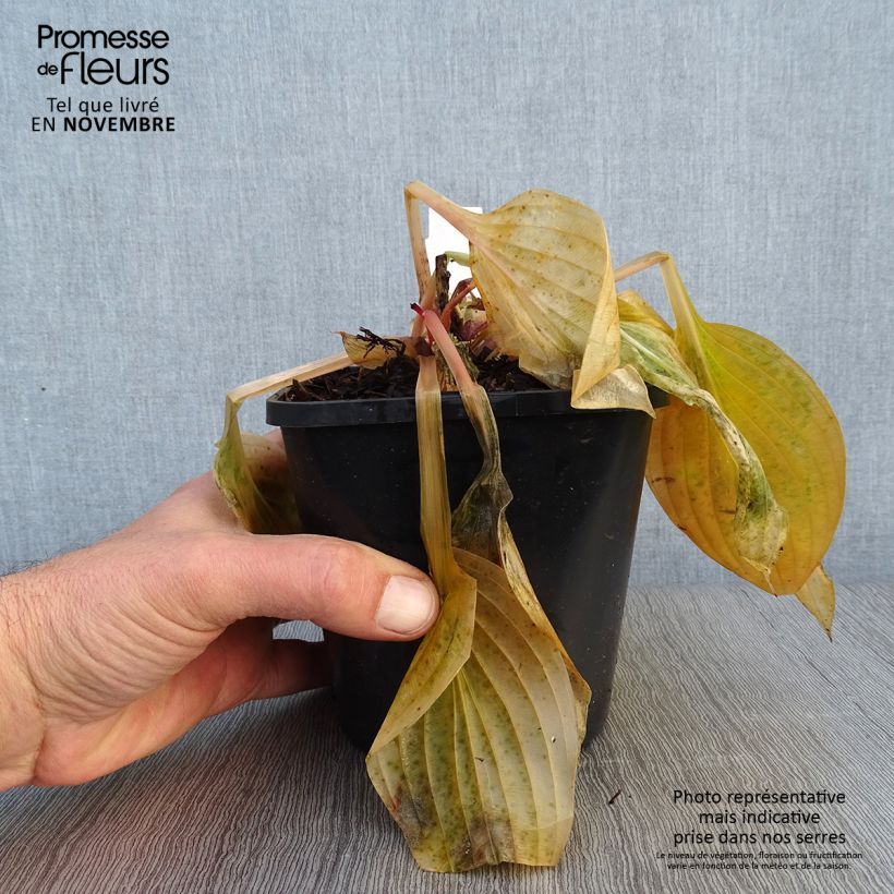Exemplaar van Hosta First Blush - Hartlelie Pot van 1,5 l/2 l zoals geleverd in de herfst