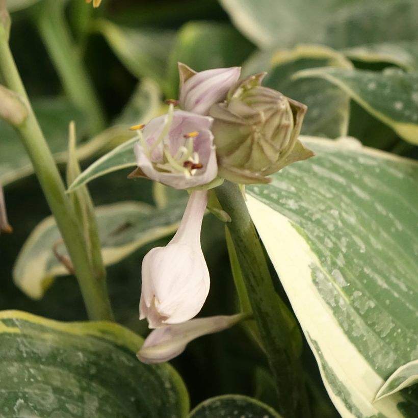 Hosta First Frost - Hartlelie (Bloei)