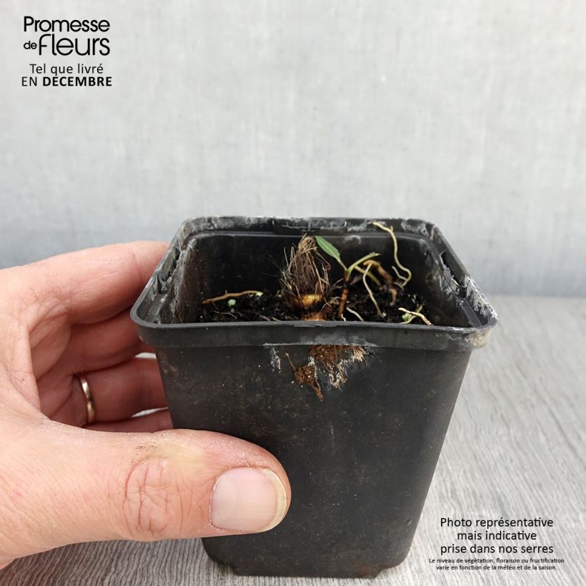 Exemplaar van Hosta Flemish Sky - Hartlelie Kweekpotje van 8/9 cm zoals geleverd in de herfst