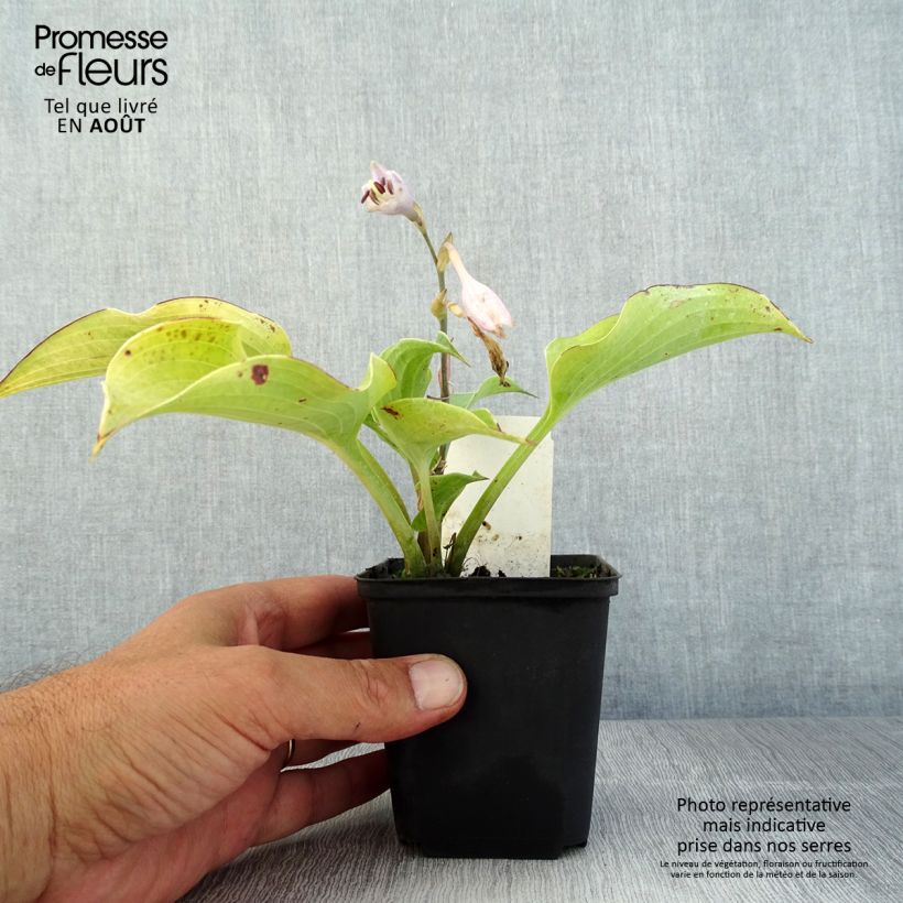 Exemplaar van Hosta Flemish Sky - Hartlelie Kweekpotje van 8/9 cm zoals geleverd in de zomer