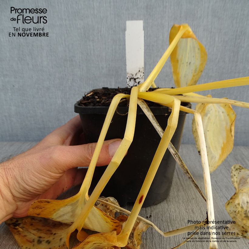 Exemplaar van Hosta Forbidden Fruit - Hartlelie Pot van 1,5 l/2 l zoals geleverd in de herfst
