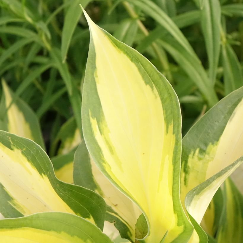Hosta Forbidden Fruit - Hartlelie (Blad)