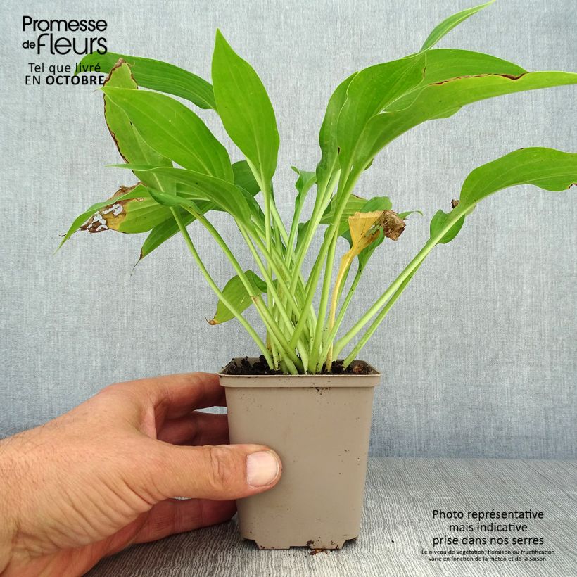 Exemplaar van Hosta fortunei Albopicta - Hartlelie Kweekpotje van 8/9 cm zoals geleverd in de herfst