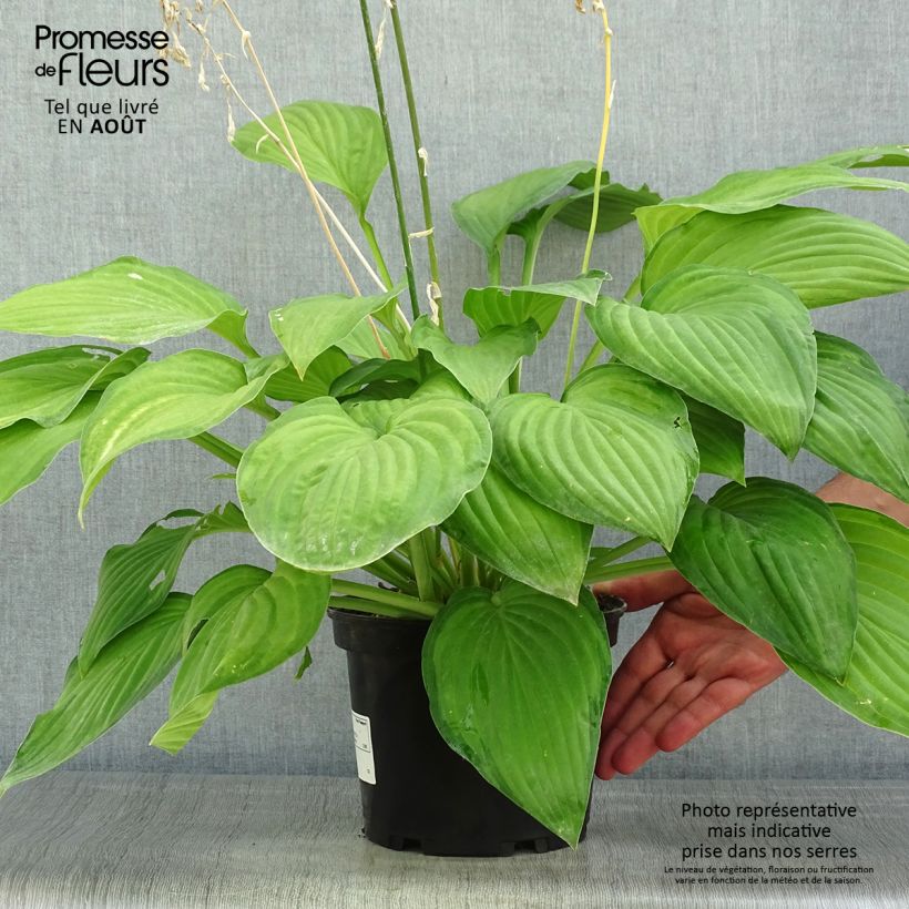Exemplaar van Hosta fortunei Albopicta - Hartlelie Pot van 2 l/3 l zoals geleverd in de zomer