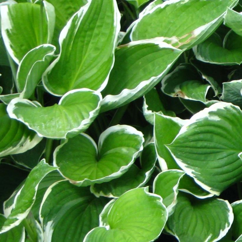 Hosta fortunei Francee - Hartlelie (Foliage)