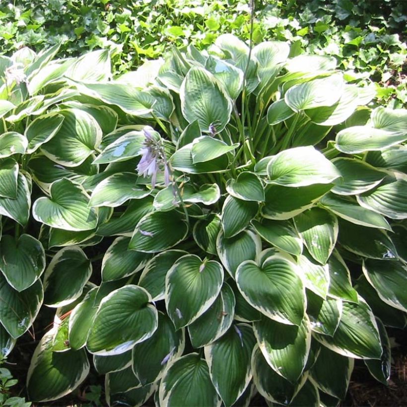 Hosta fortunei Francee - Hartlelie (Plant habit)