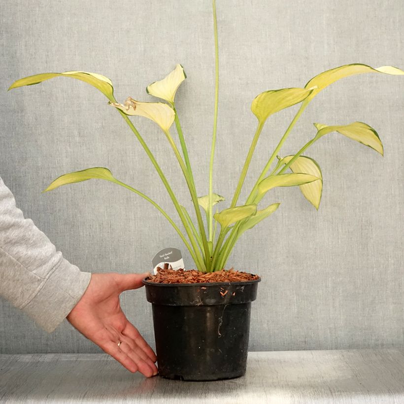 Exemplaar van Hosta fortunei Gold Standard - Hartlelie Pot van 2 l/3 l zoals geleverd in de herfst