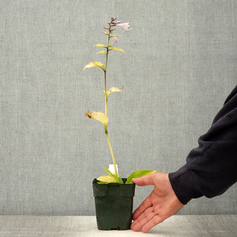 Exemplaar van Hosta fortunei Gold Standard - Hartlelie Pot van 2 l/3 l zoals geleverd in de zomer