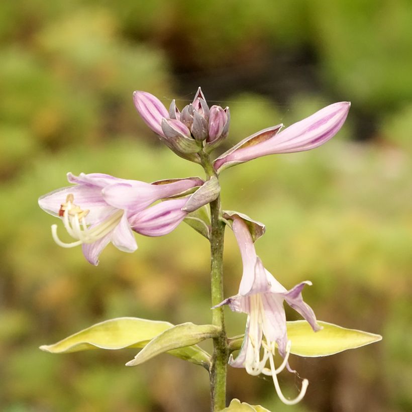 Hosta fortunei Gold Standard - Hartlelie (Bloei)