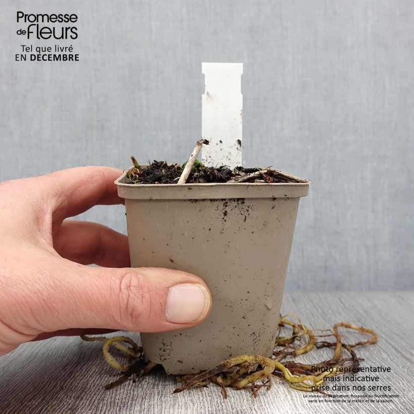 Exemplaar van Hosta fortunei Gold Standard - Hartlelie Kweekpotje van 8/9 cm zoals geleverd in de herfst
