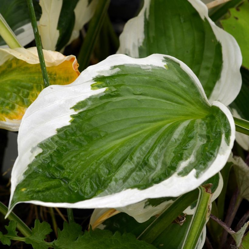 Hosta fortunei Patriot - Hartlelie (Blad)