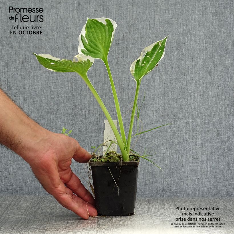 Exemplaar van Hosta fortunei Patriot - Hartlelie Kweekpotje van 8/9 cm zoals geleverd in de herfst