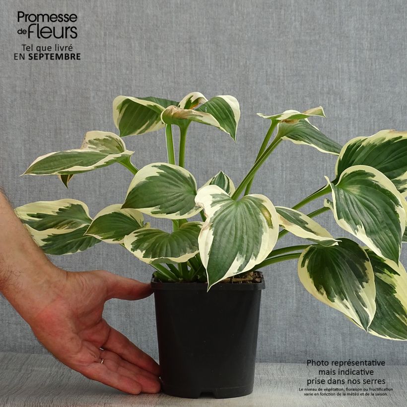 Exemplaar van Hosta fortunei Patriot - Hartlelie Pot van 2 l/3 l zoals geleverd in de zomer