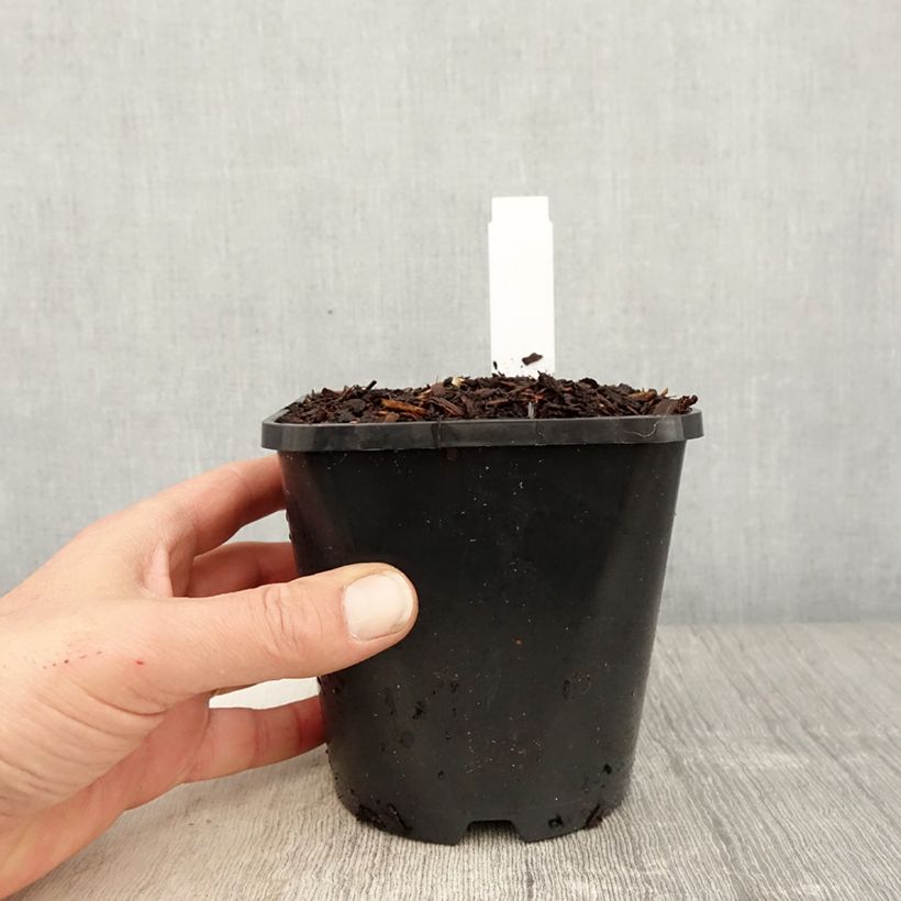 Exemplaar van Hosta fortunei Twilight - Hartlelie Pot van 1,5 l/2 l zoals geleverd in de lente