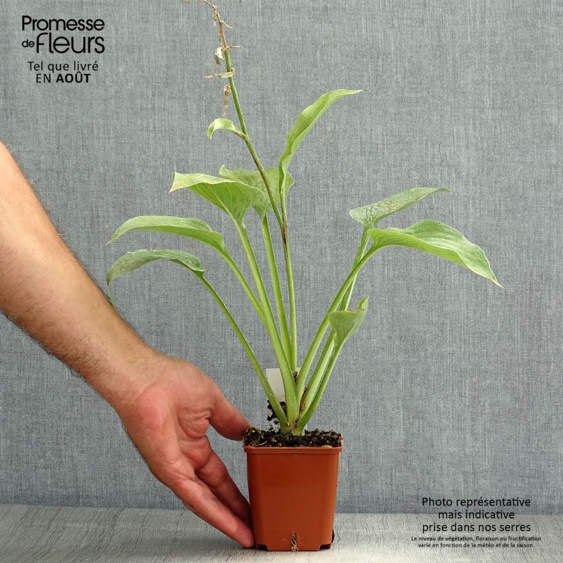 Exemplaar van Hosta fortunei hyacinthina - Hartlelie Kweekpotje van 8/9 cm zoals geleverd in de zomer