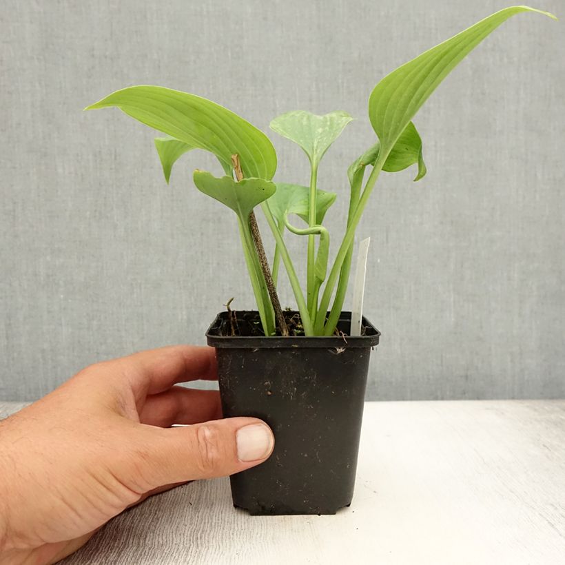 Exemplaar van Hosta Fragrant Blue - Hartlelie Kweekpotje van 8/9 cm zoals geleverd in de zomer