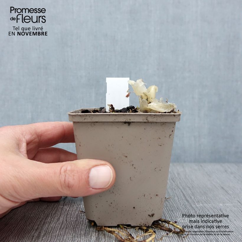 Exemplaar van Hosta Fragrant Bouquet - Hartlelie Kweekpotje van 8/9 cm zoals geleverd in de herfst