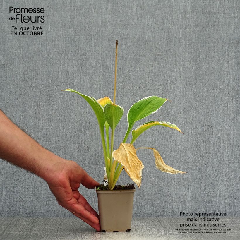 Exemplaar van Hosta fortunei Francee - Hartlelie Kweekpotje van 8/9 cm zoals geleverd in de herfst
