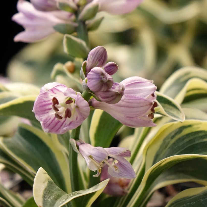 Hosta Frosted Mouse Ears - Hartlelie (Bloei)