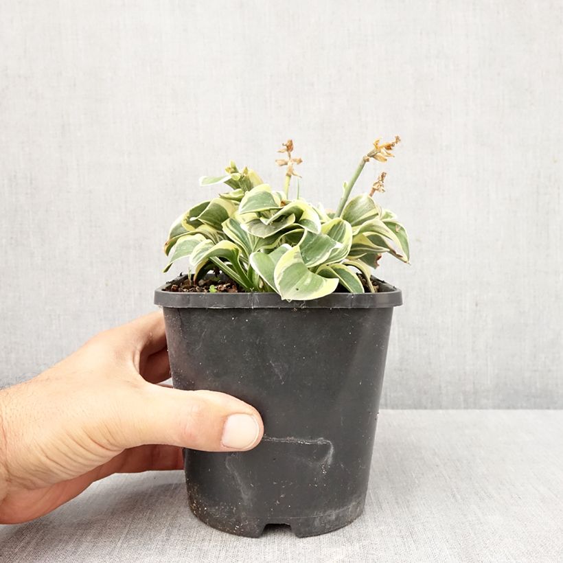 Exemplaar van Hosta Frosted Mouse Ears - Hartlelie Pot van 1,5 l/2 l zoals geleverd in de herfst
