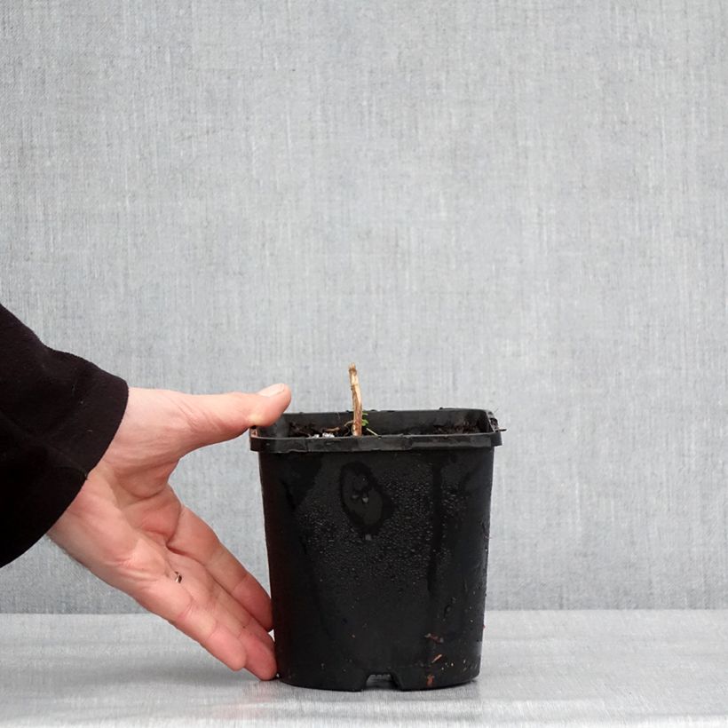 Exemplaar van Hosta Frosted Mouse Ears Pot de 1,5L/2L zoals geleverd in de winter