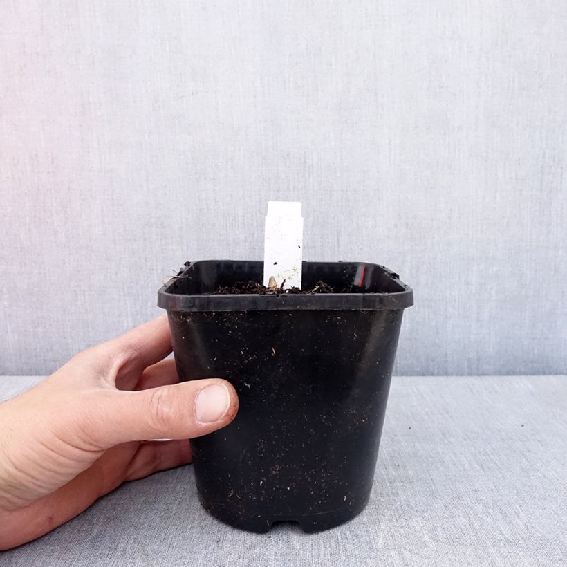 Exemplaar van Hosta Frosted Mouse Ears - Hartlelie Pot van 1,5 l/2 l zoals geleverd in de lente