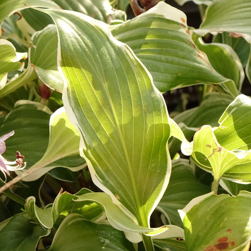 Hosta Frosted Raspberry - Hartlelie (Blad)