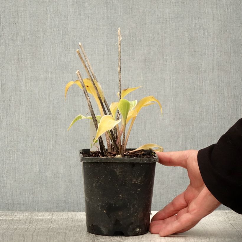 Exemplaar van Hosta Frosted Raspberry Pot de 1,5L/2L zoals geleverd in de herfst
