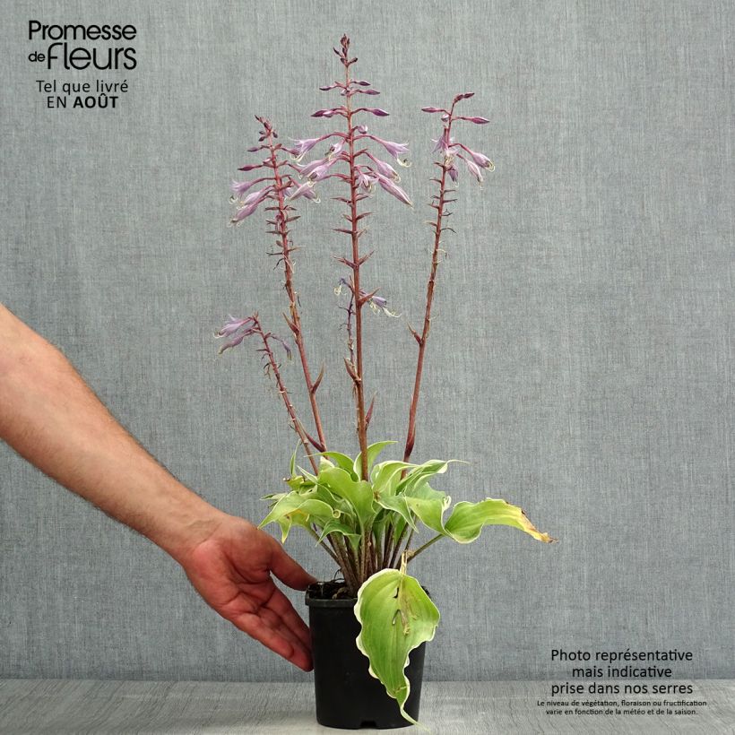Exemplaar van Hosta Frosted Raspberry - Hartlelie Pot van 1,5 l/2 l zoals geleverd in de zomer