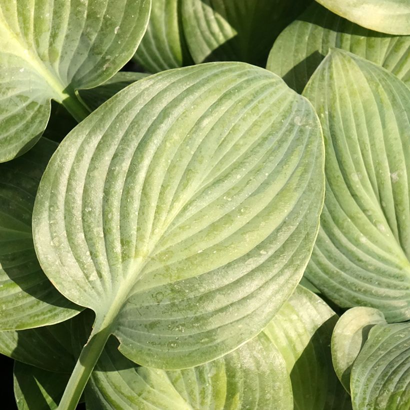 Hosta Goldbrook Glimmer - Hartlelie (Blad)