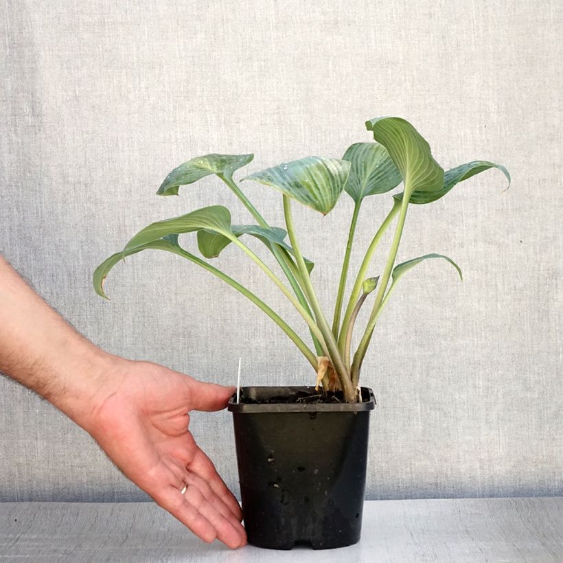 Exemplaar van Hosta Goldbrook Glimmer - Hartlelie Pot van 1,5 l/2 l zoals geleverd in de zomer