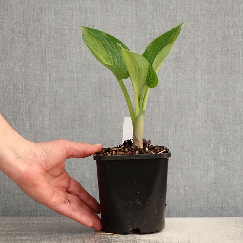 Exemplaar van Hosta Goldbrook Glimmer - Hartlelie Pot van 1,5 l/2 l zoals geleverd in de lente