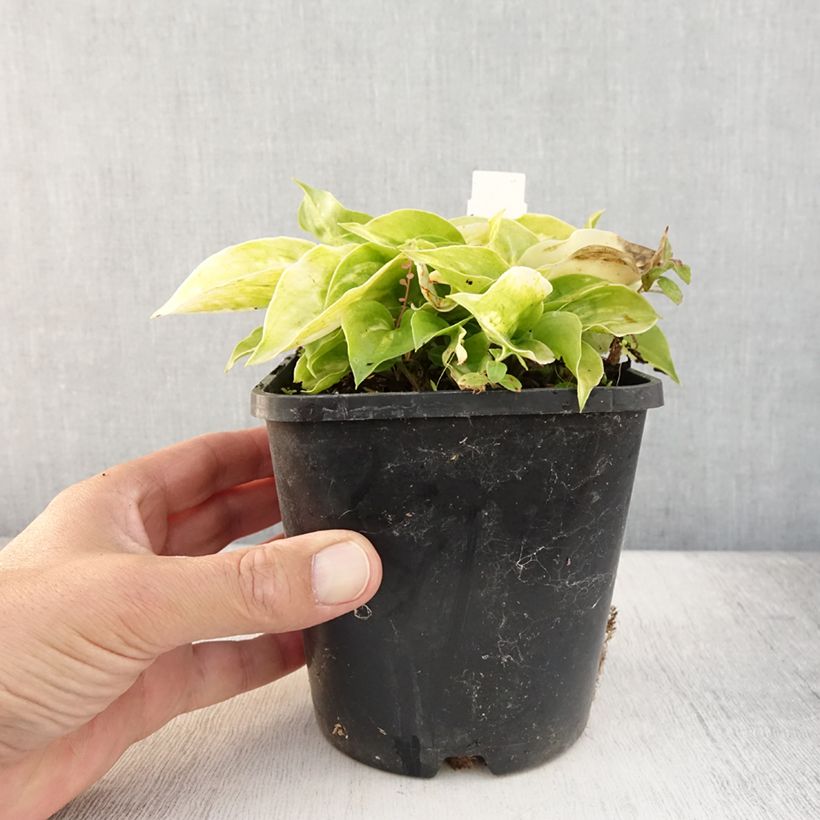 Exemplaar van Hosta Golden Needles - Hartlelie Pot van 1,5 l/2 l zoals geleverd in de zomer