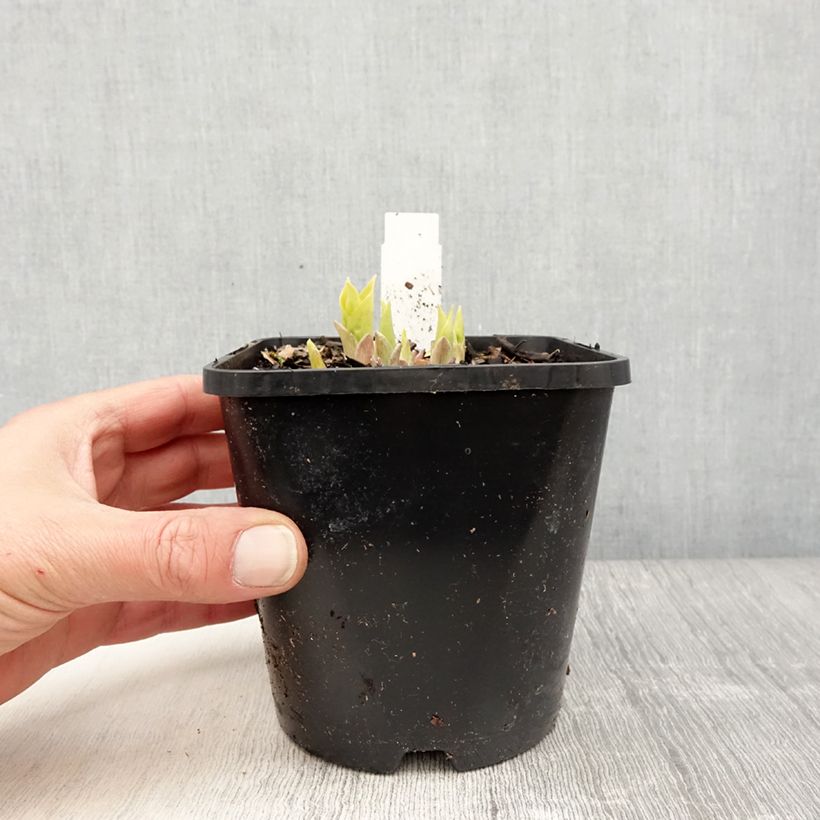 Exemplaar van Hosta Golden Needles - Hartlelie Pot van 1,5 l/2 l zoals geleverd in de lente