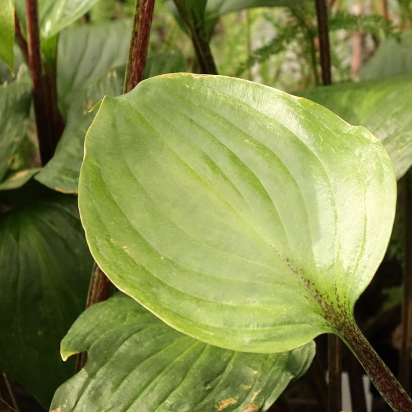 Hosta Gooseberry Sundae - Hartlelie (Blad)