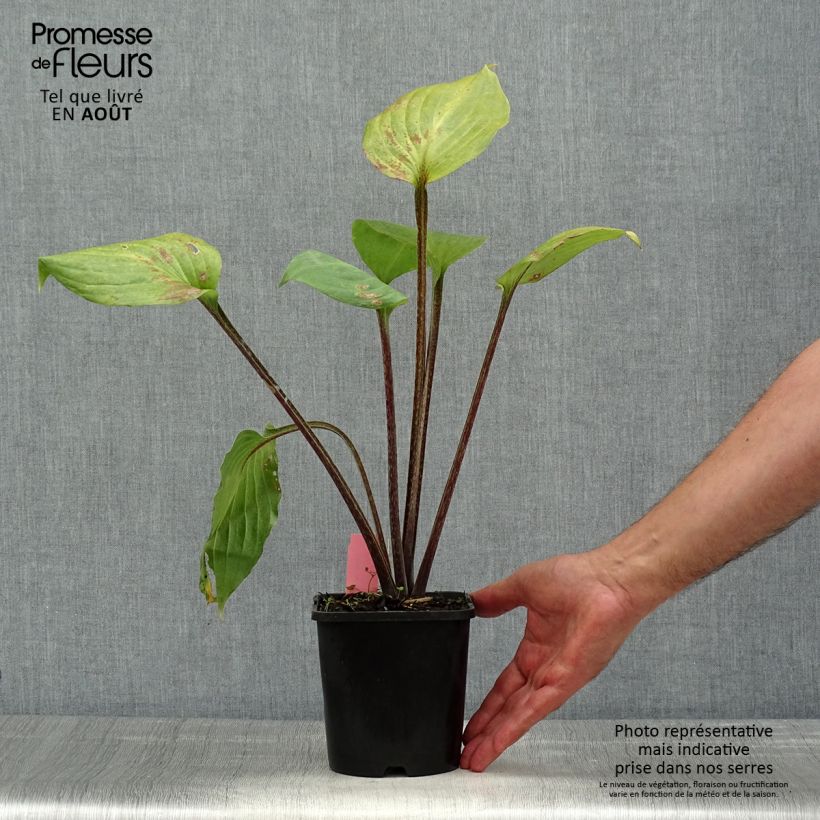 Exemplaar van Hosta Gooseberry Sundae - Hartlelie Pot van 1,5 l/2 l zoals geleverd in de zomer