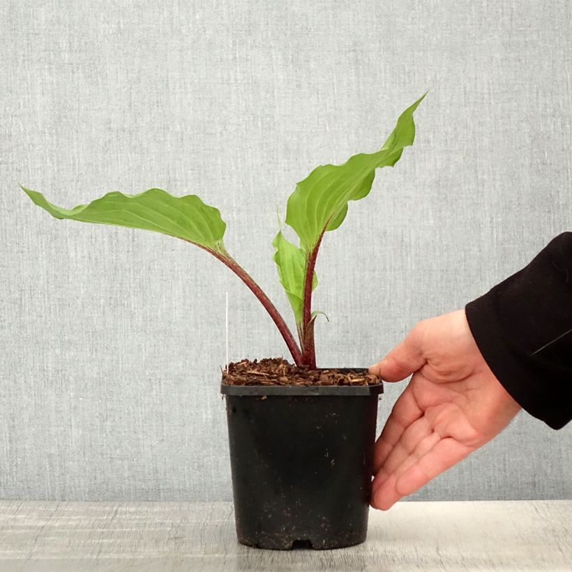 Example of Hosta Gooseberry Sundae - Hartlelie Pot van 1,5 l/2 l as you get in printemps