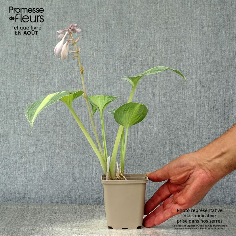 Exemplaar van Hosta Grand Marquee - Hartlelie Kweekpotje van 8/9 cm zoals geleverd in de zomer