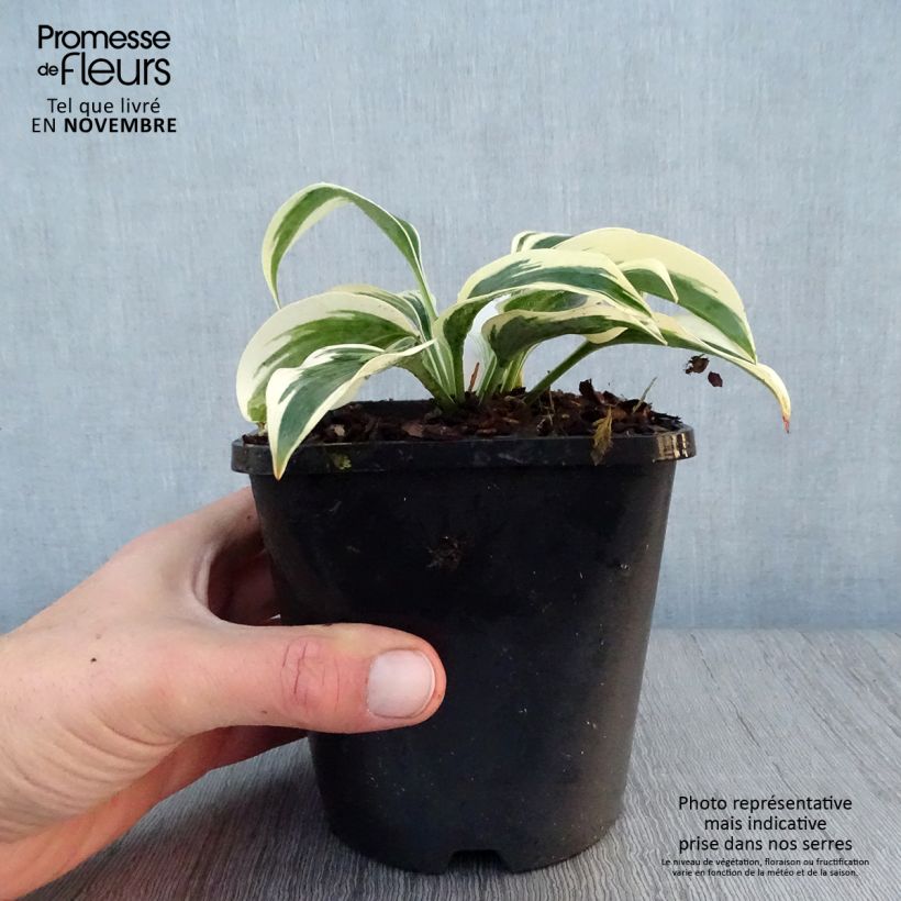 Exemplaar van Hosta Great Escape - Hartlelie Pot van 1,5 l/2 l zoals geleverd in de herfst