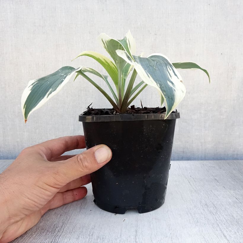 Exemplaar van Hosta Great Escape - Hartlelie Pot van 1,5 l/2 l zoals geleverd in de zomer