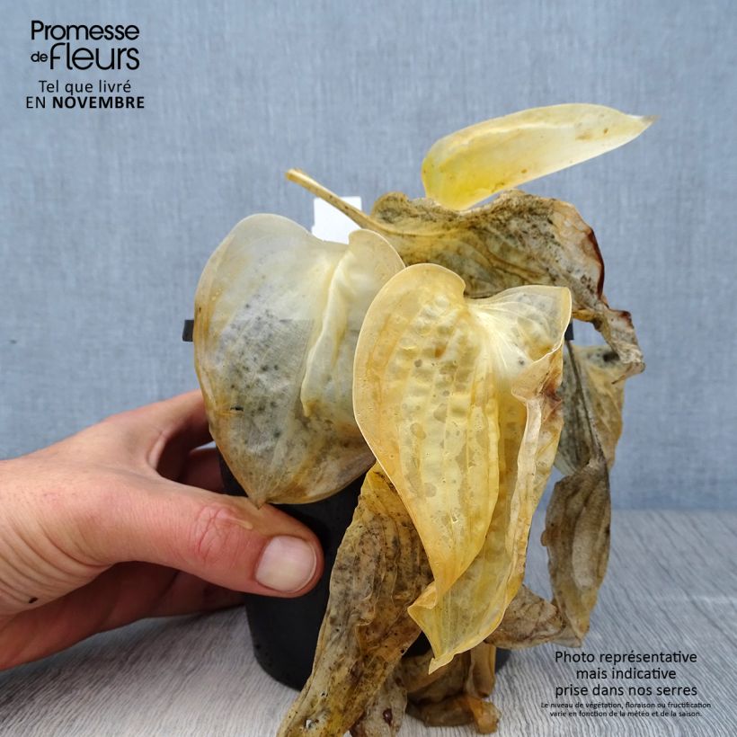 Exemplaar van Hosta Great Expectations - Hartlelie Pot van 1,5 l/2 l zoals geleverd in de herfst